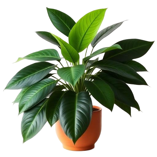 Rubber Plant